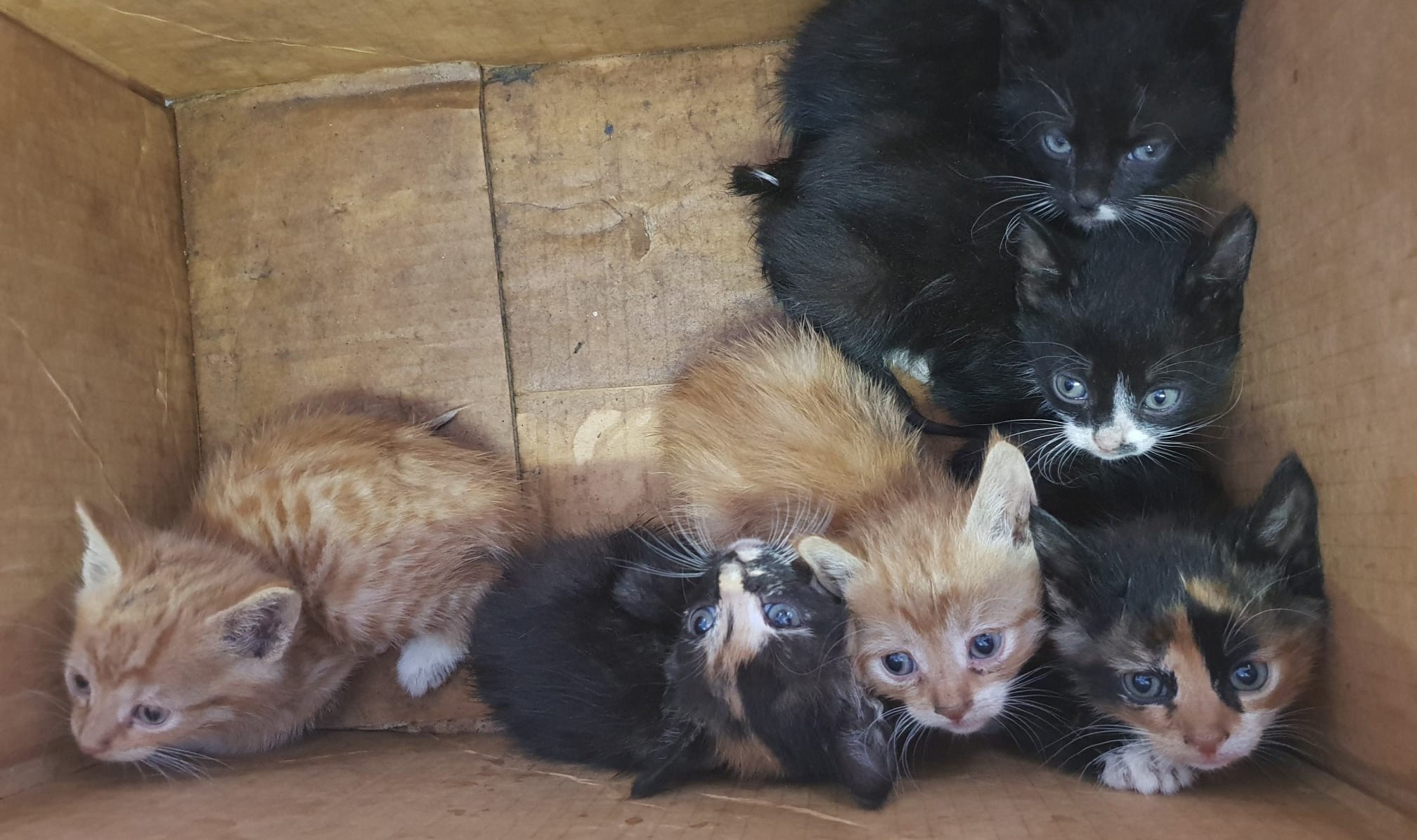 Gedumpt kitten