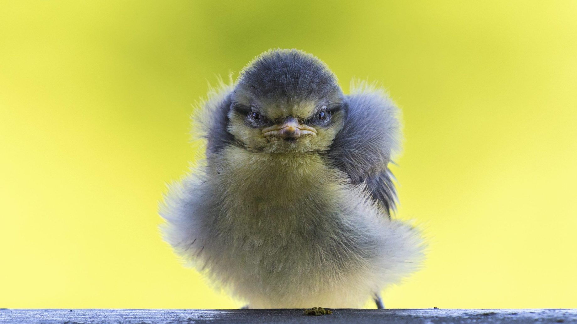 Vogel