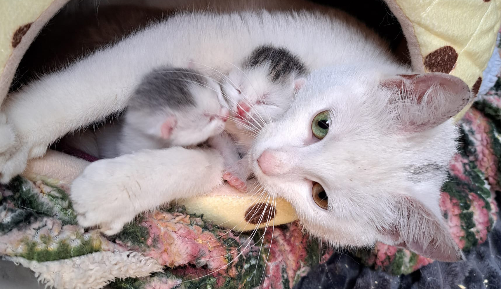Moederpoes met kittens