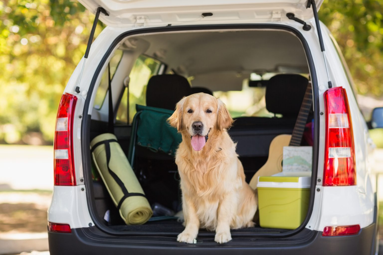 Hond in de kofferbak