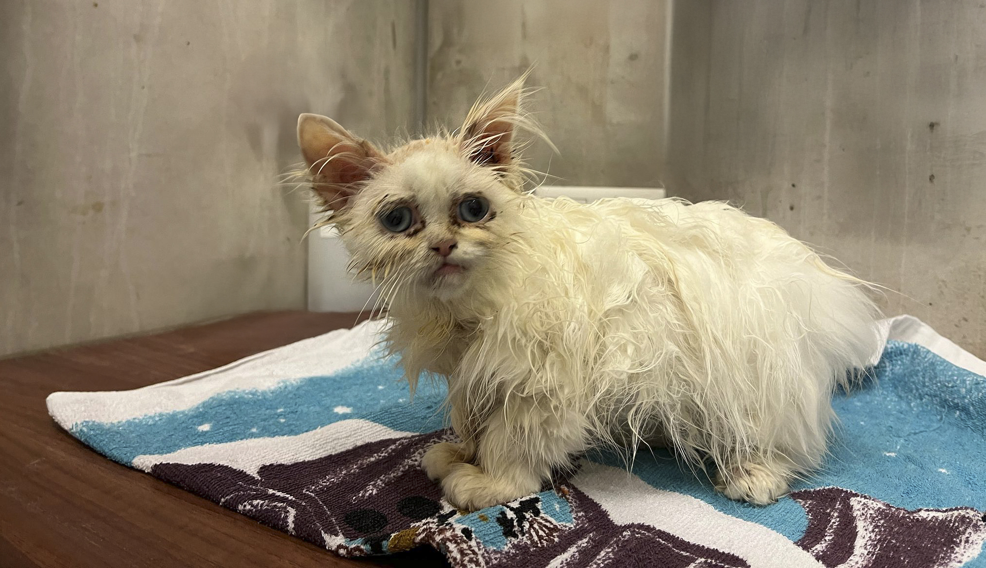 Verwaarloosde kat Gigi