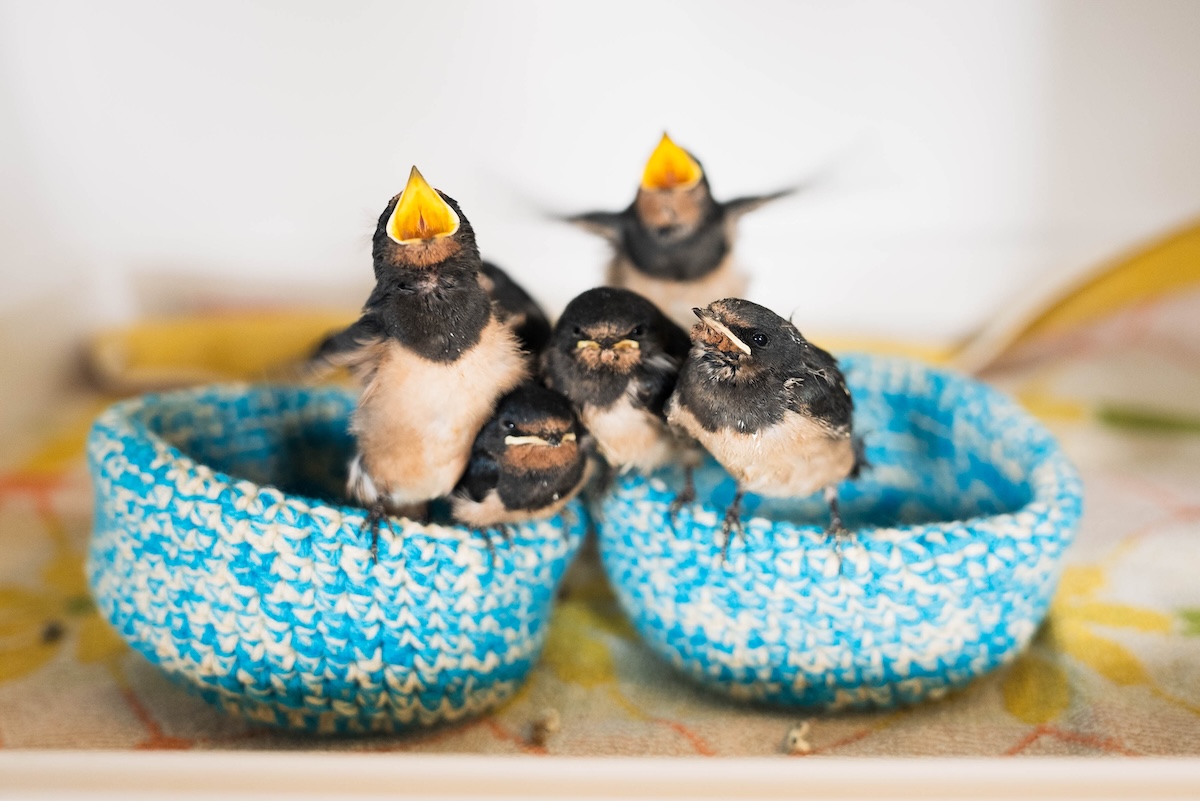 Vogels