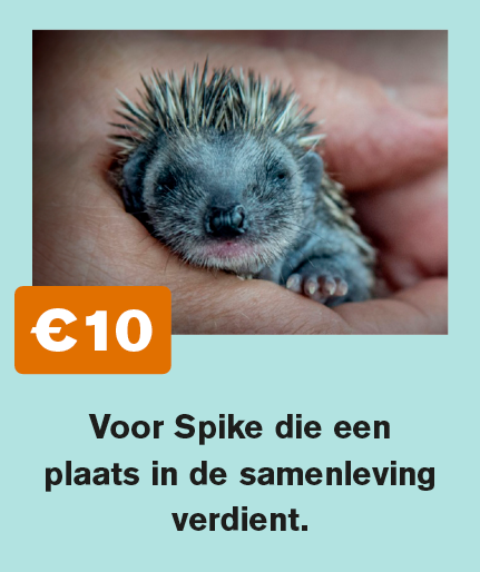 donatievoorbeelden