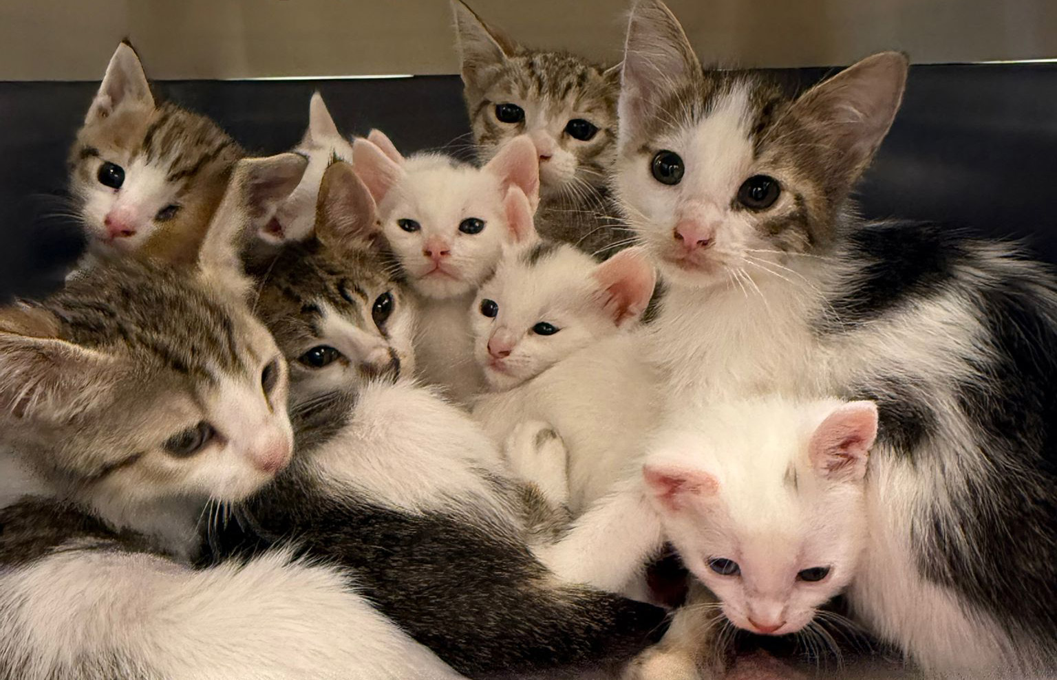 Nestje acht kittens