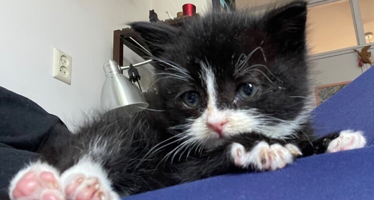 Zwart witte kitten op