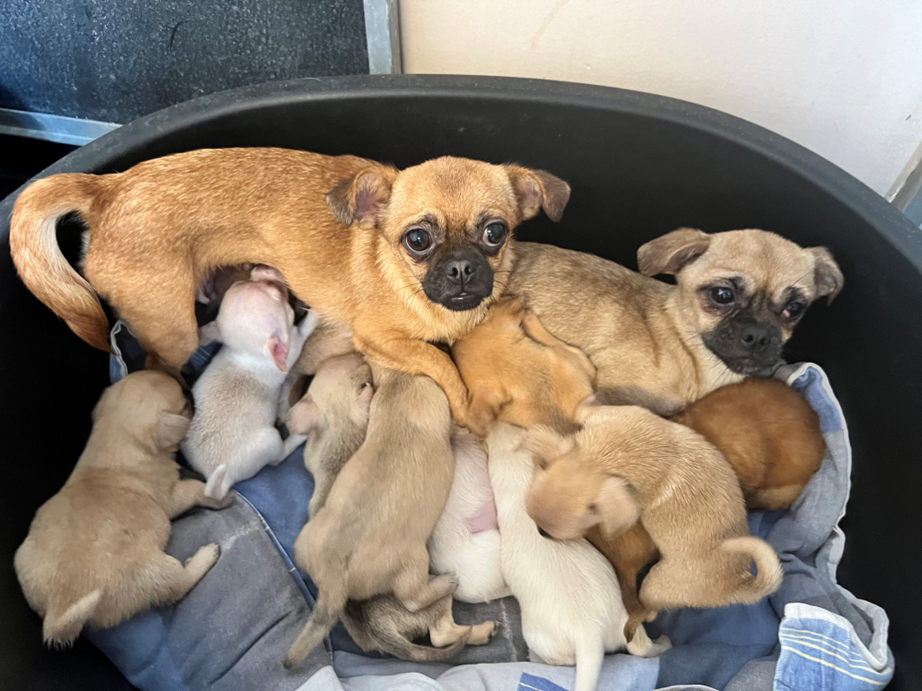 Honden met pups in mand